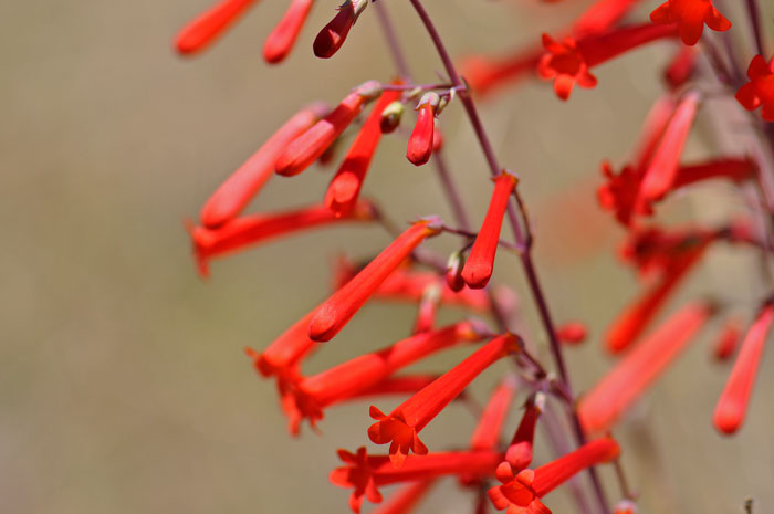 Hackberry Beardtongue is a native perennial, one of only a handful of bright red Penstemon species in the southwestern United States. Hackberry Beardtongue blooms from February to May. Penstemon subulatus 